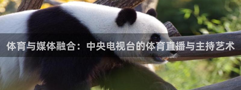 咪咕体育网页版入口：体育与媒体融合：中央电视台的体育直播与主持艺术